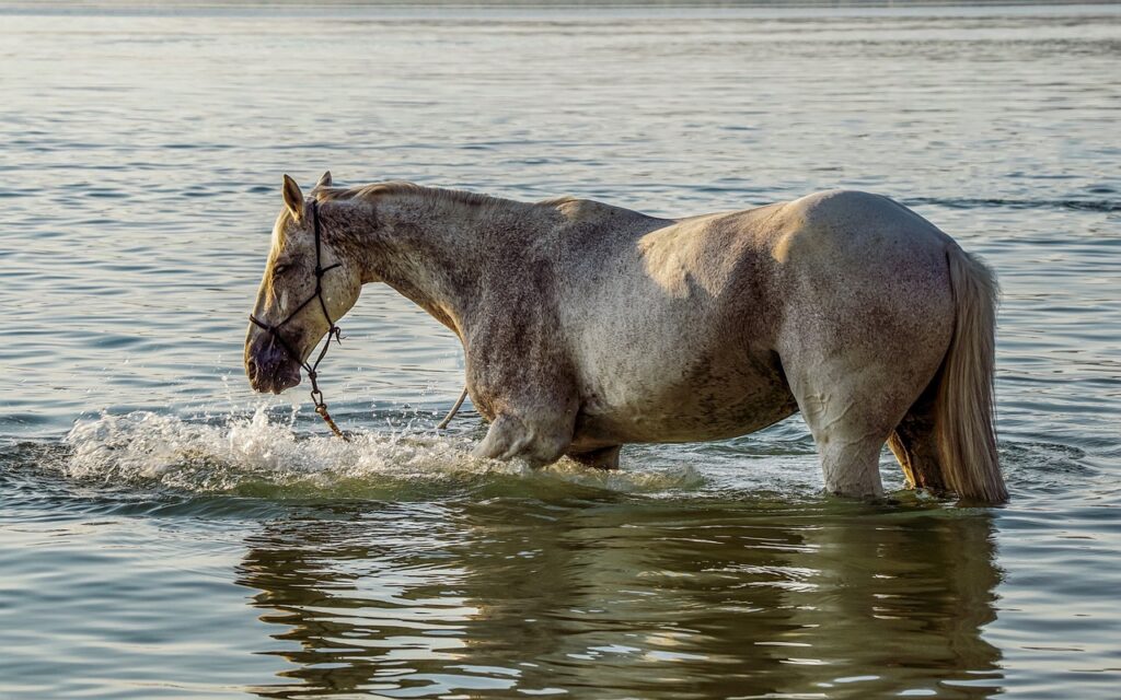 white horse in lake water taking a dip