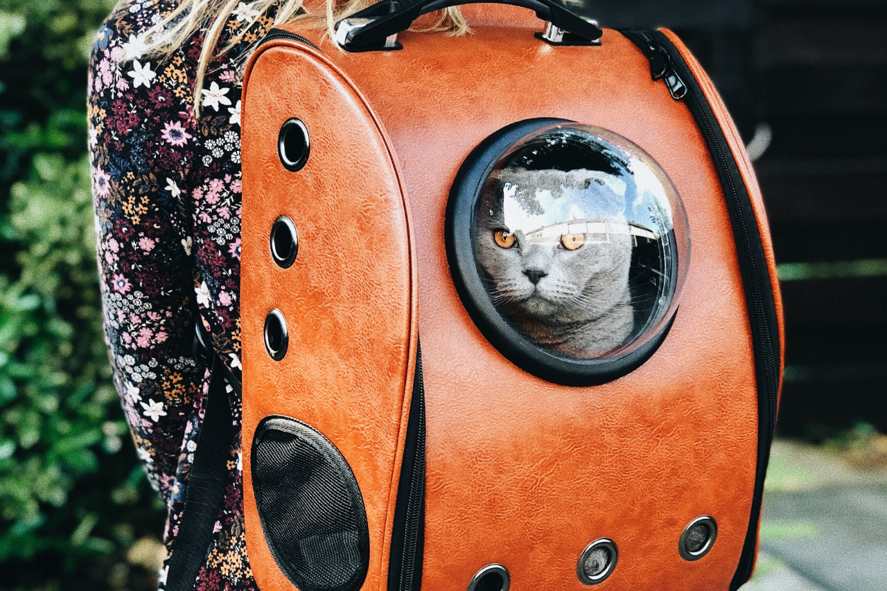cat inside traveling bag after taking cat sedative for travel