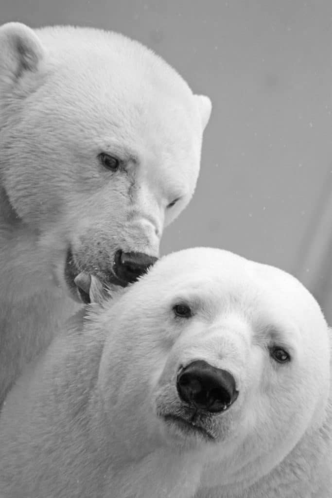 polar bear couple endangered species