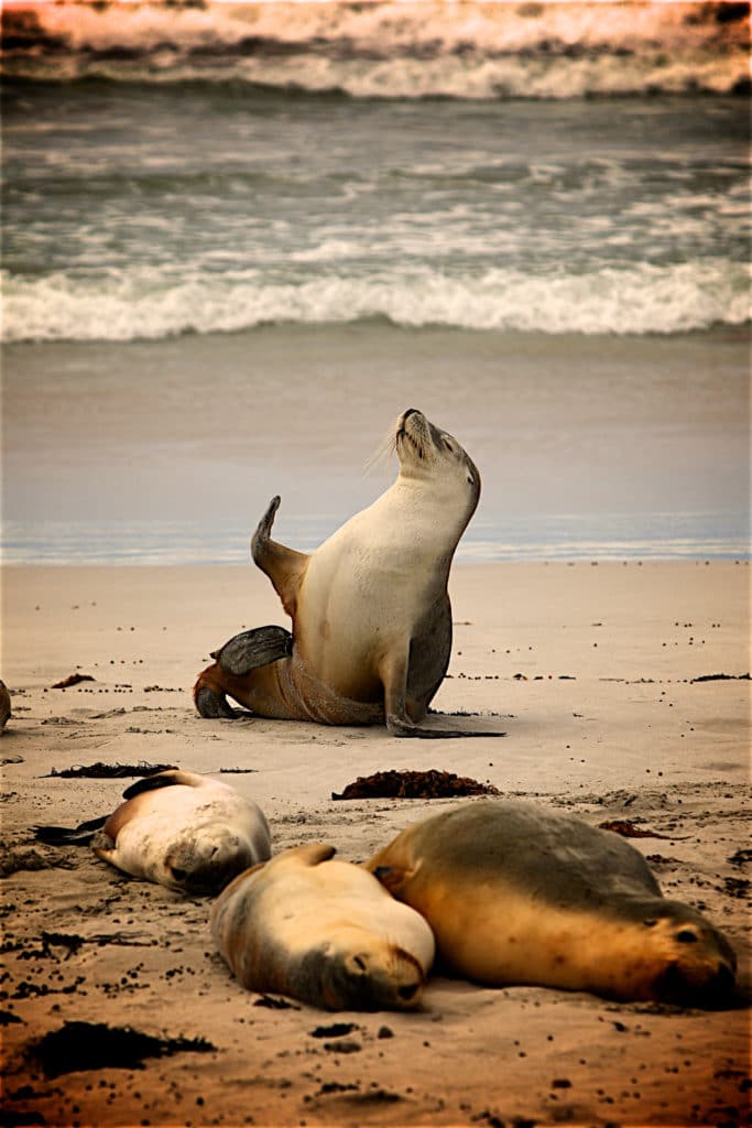 sea lions resting on the beach in the sunset