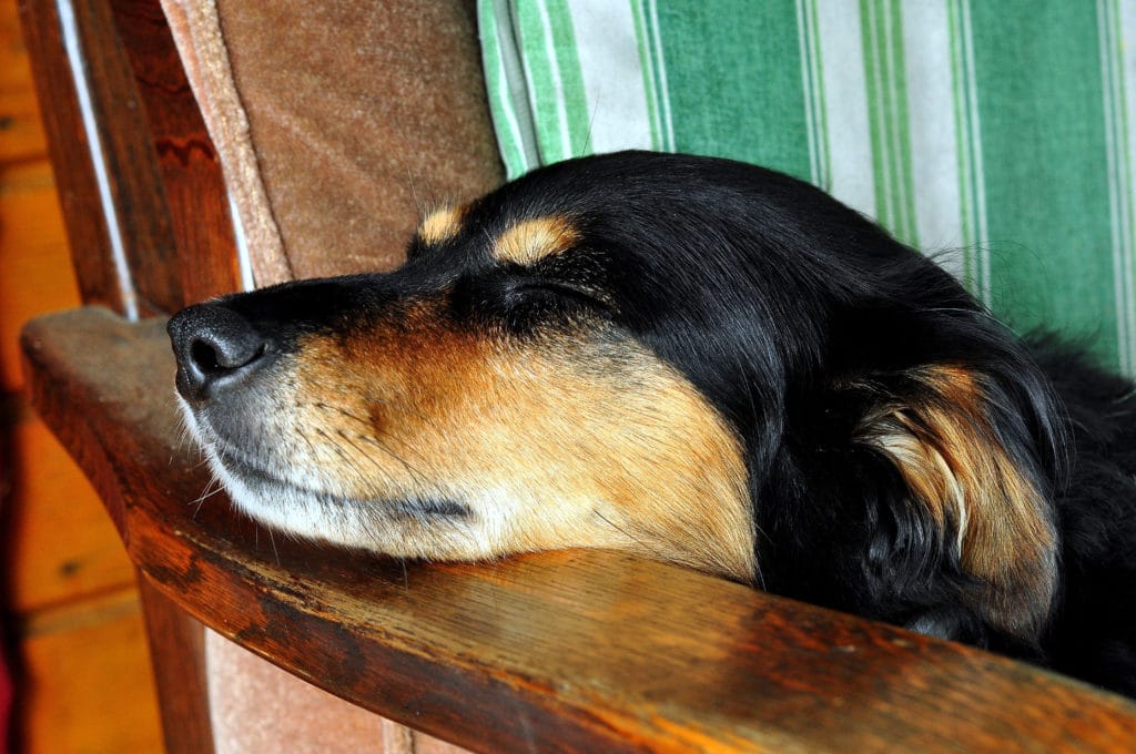 doggy sleeping in the chair