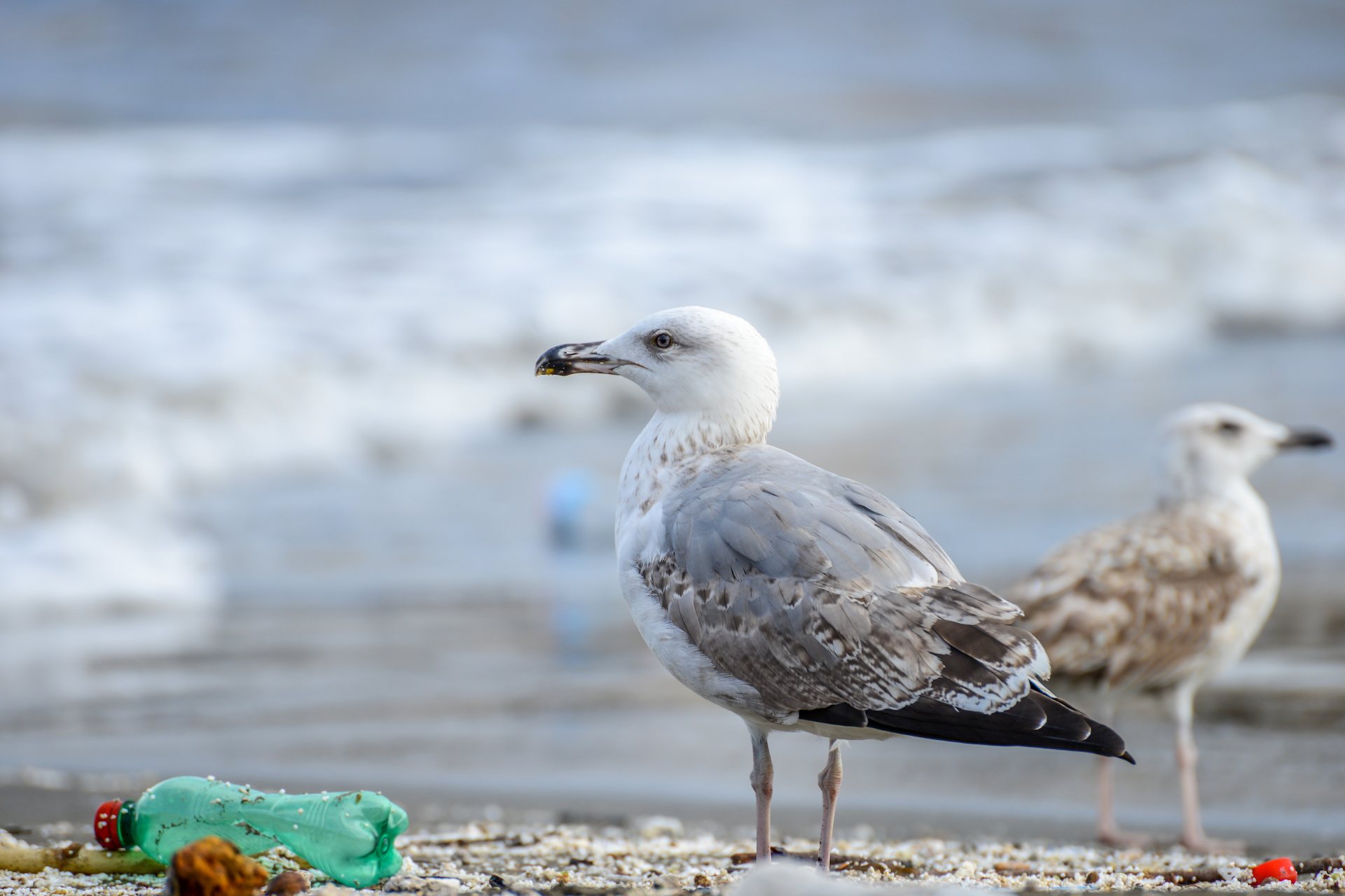 seagulls on the beach next to plastic trash