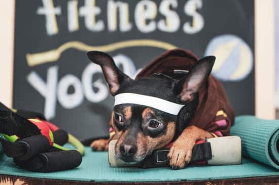 Fitness for dogs and cats featured image - Dog resting after an intense workout