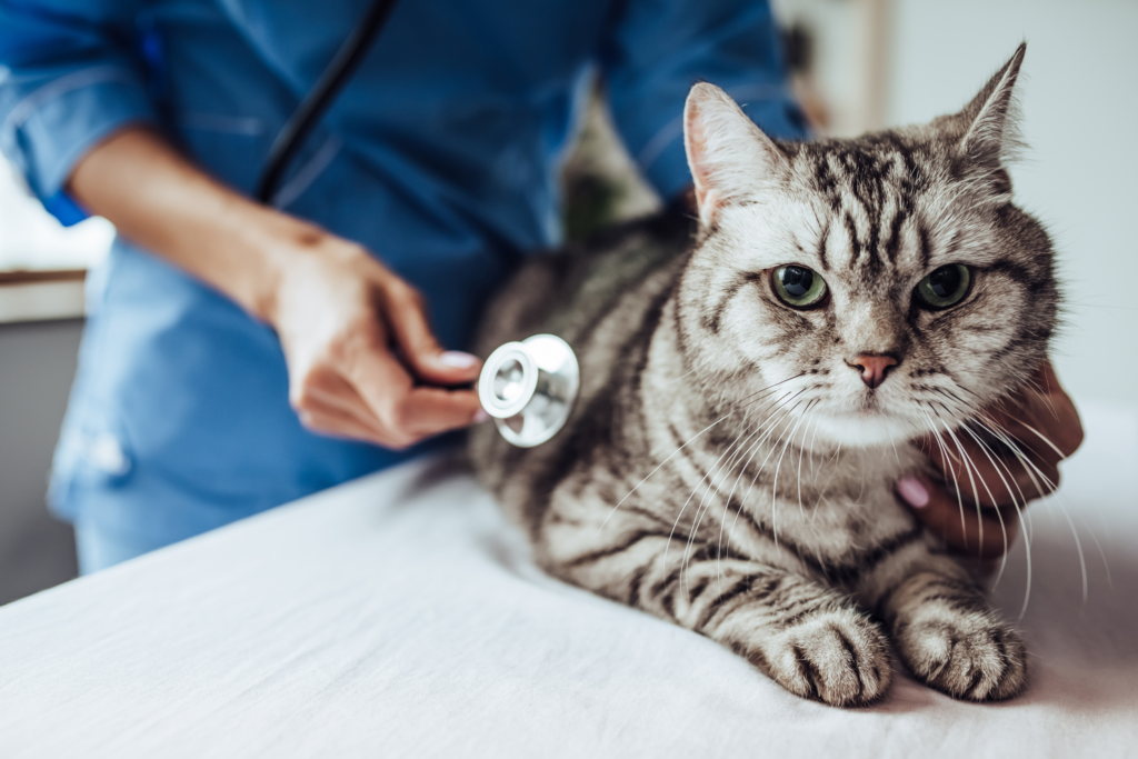 The Animalista - Cat receiving medical exam to prevent pet disease
