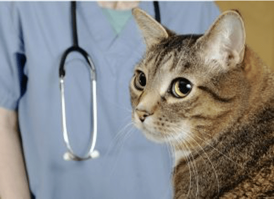 The Animalista abscess on cat waiting for treatment