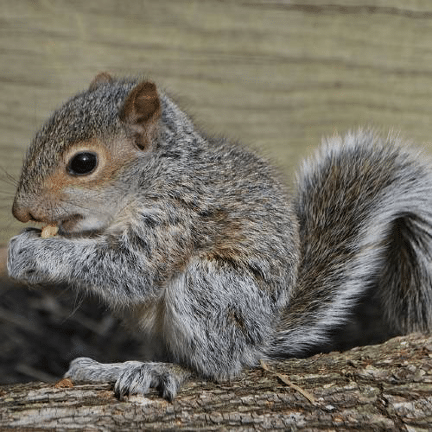 How to tell how old a squirrel is - The Animalista %