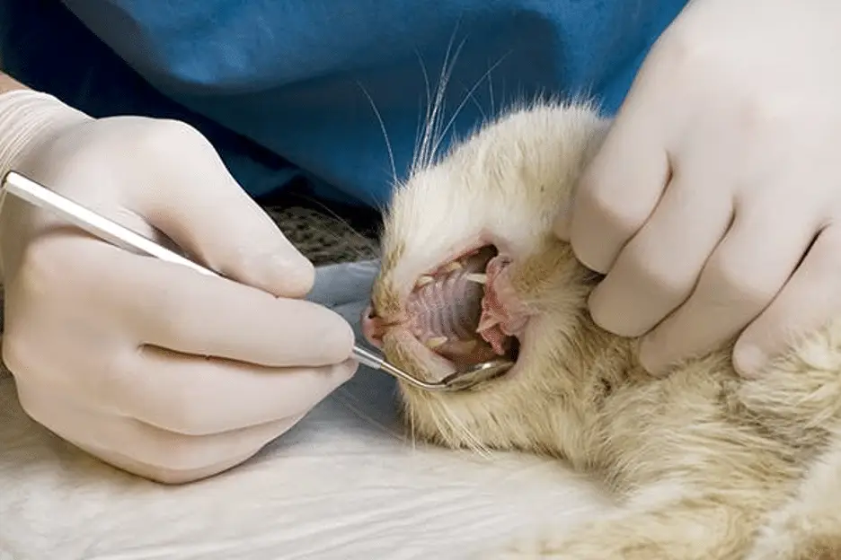 The Animalista Abscesses in cats treatment