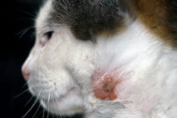 The Animalista visible abscess on cat's neck