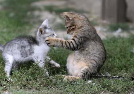 The Animalista Kittens Playing