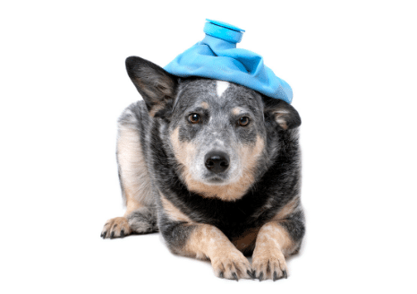 The Animalista dog with heating pad on head