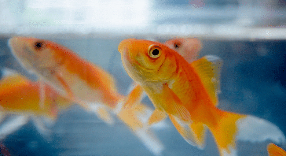 The Animalista goldfish