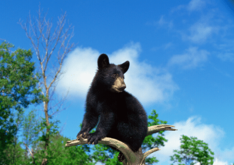 The Animalista wildlife category bear