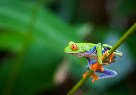 The Animalista wildlife category frog