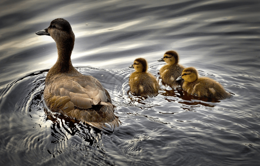 The Animalista mother duck with her babies
