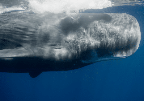 The Animalista sperm whale