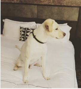 The Animalista Austin pet friendly hotels- Kimpton Van Zandt