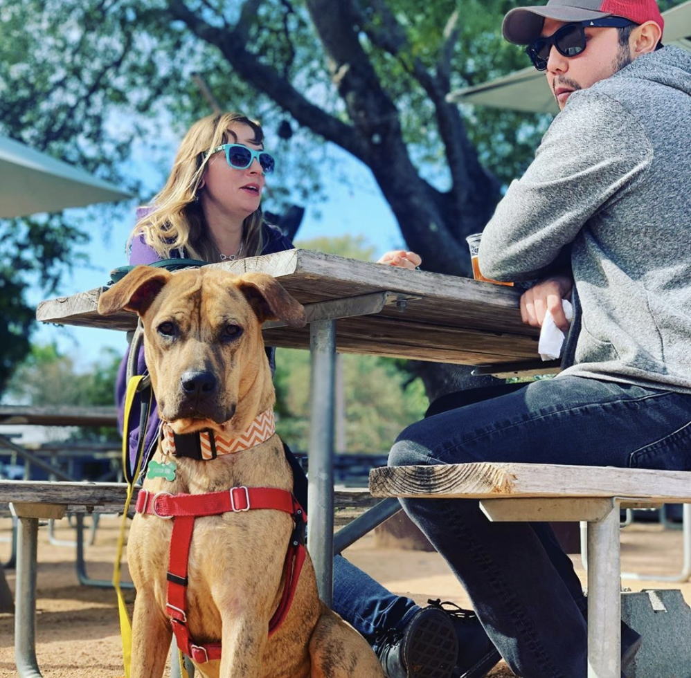 The Animalista Austin pet friendly restaurants