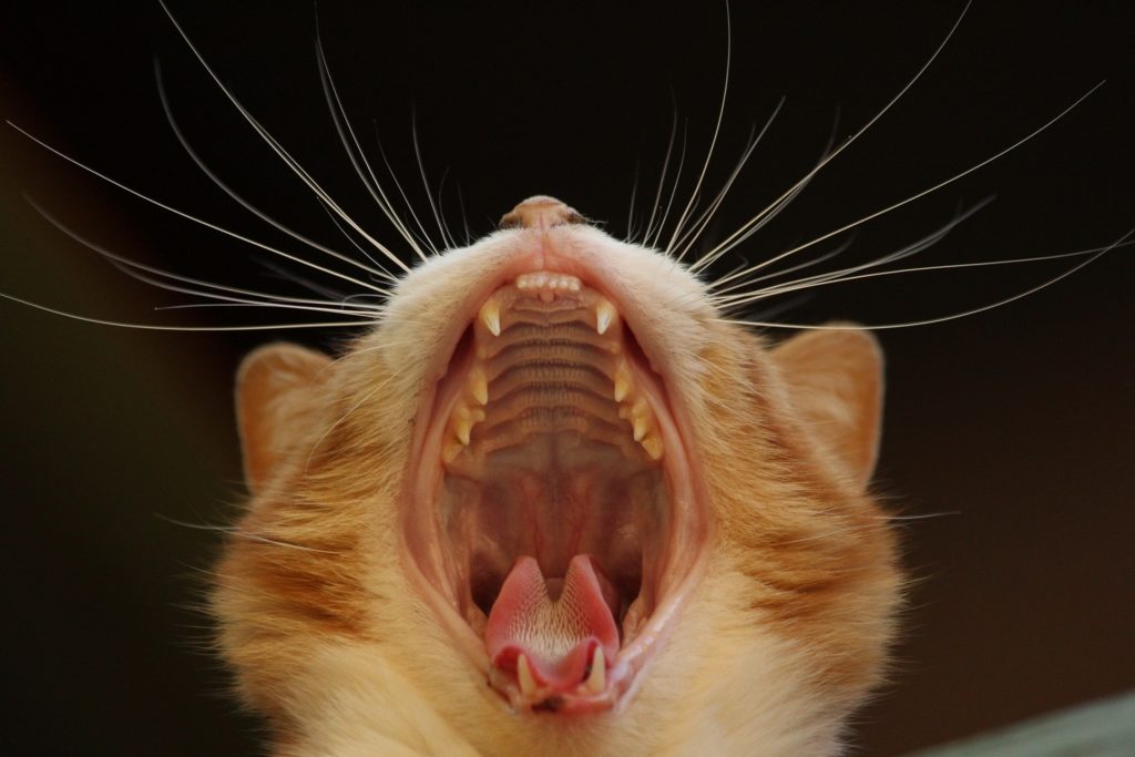 The Animalista cat with a big yawn