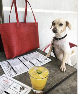 The Animalista LA pet friendly restaurants- Plan Check