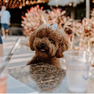 The Animalista Miami pet friendly restaurants - Monty's
