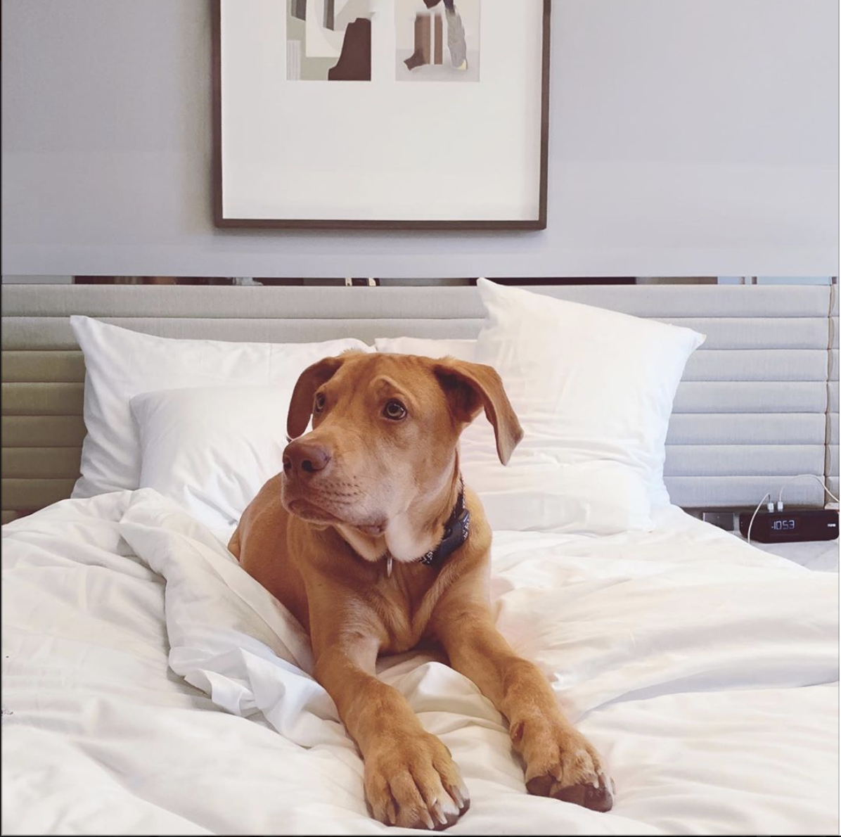 pet friendly new york city hotels