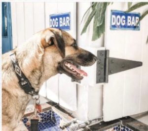 The Animalista NYC pet friendly restaurants- Barking Dog