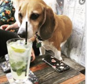 The Animalista NYC pet friendly restaurants - Lucky Dog