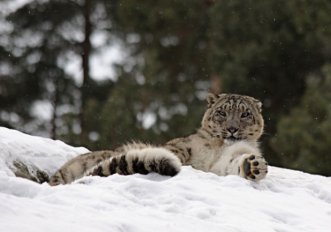 The Animalista Snow Leopard Endangered Wildlife