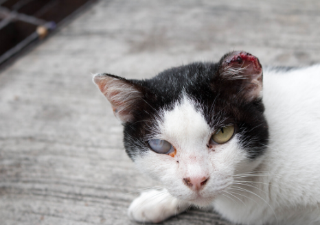 The Animalista cat eye infections treatment