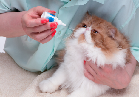 The Animalista cat eye infections treatment with drops