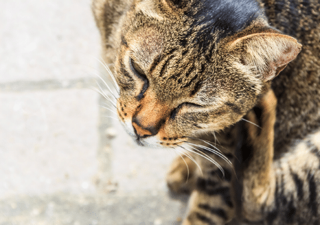 The Animalista cat scratchinng