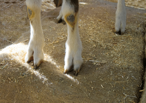 The Animalista goat showing his cleaned hooves