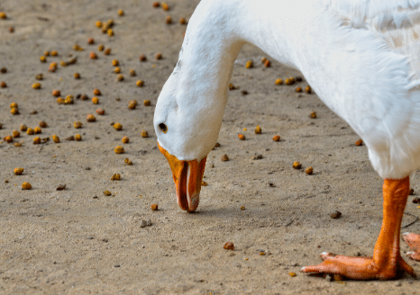 The Animalista duck having dinner