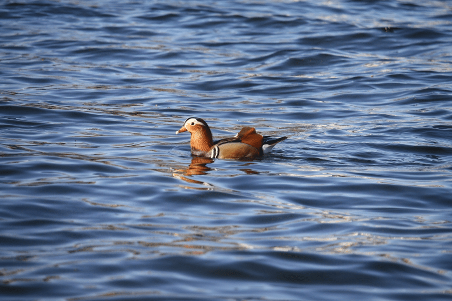 The Animalista duck taking a swim