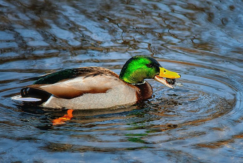 The Animalista beautiful duck swimming