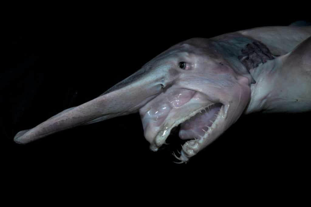 a close-up photo of a goblin shark 