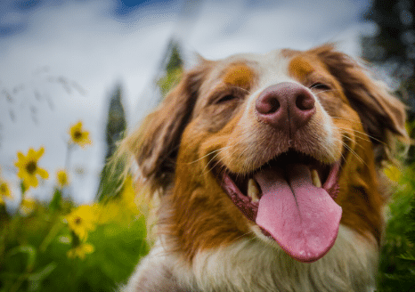 The Animalista happy dog