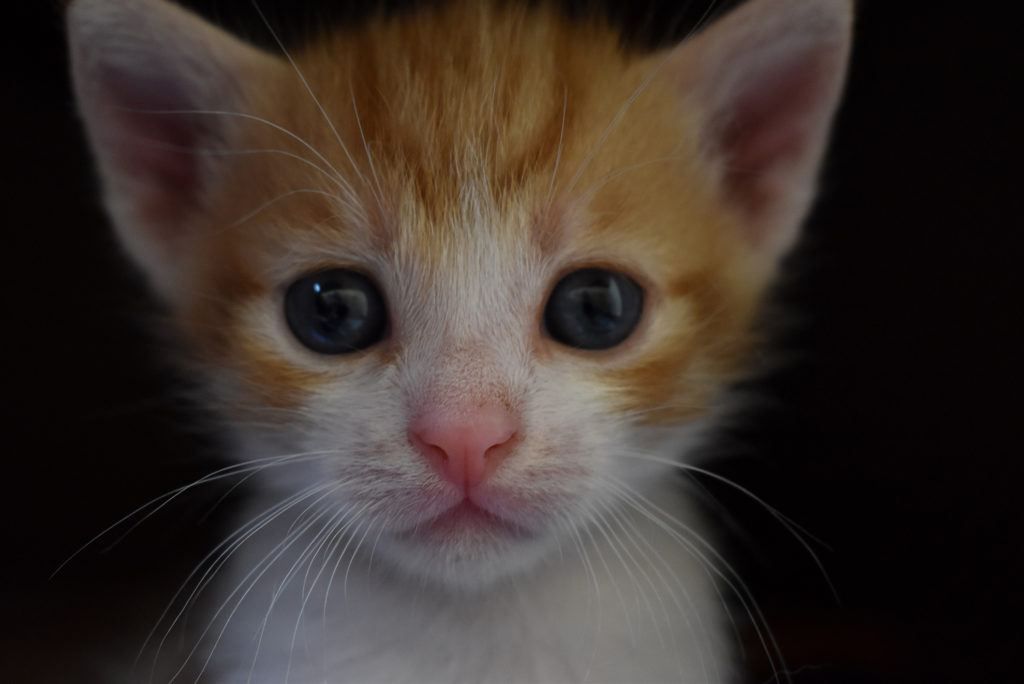 The Animalista Kitten close up
