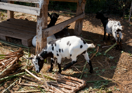 La cabra Animalista mostrando su hora de recortar sus pezuñas