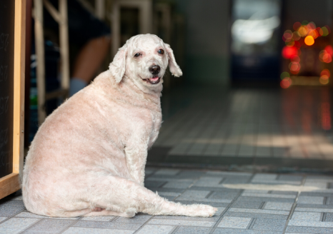The Animalista overweight dog that can contribute to arthritis