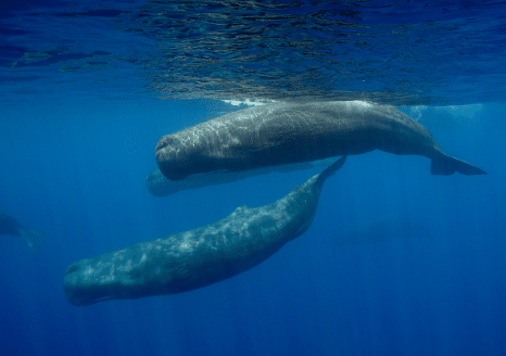 The Animalista pod of sperm whales