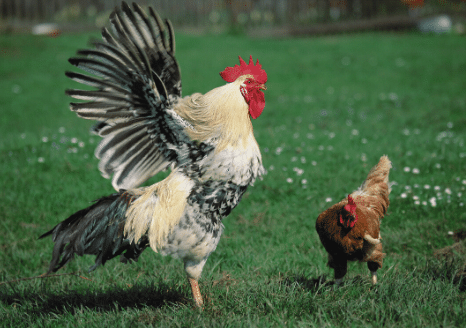 The Animalista rooster impressing a nearby hen