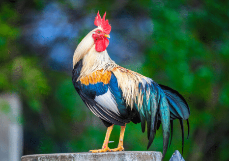 The Animalista rooster striking a pose