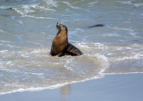 The Animalista Sea Lion Striking a Pose