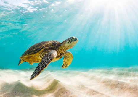 The Animalista Sea Turtle Swimming