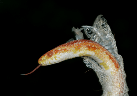 The Animalista snake shedding its skin