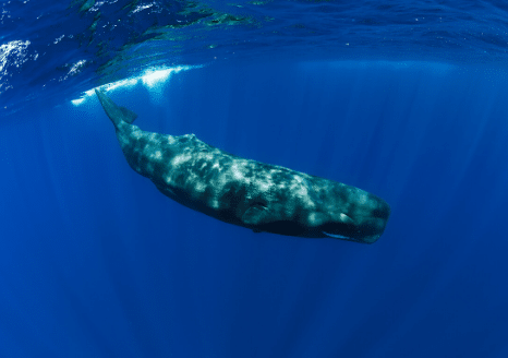 The Animalista sperm whale taking swim