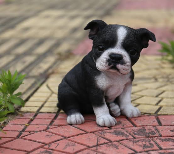 Boston Terriers are perfect for apartment living