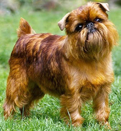 Brussels Griffon is another breed that is suitable for apartment living
