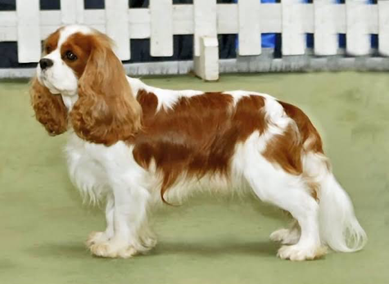 Cavalier King Charles Spaniel makes great pets if you live in an apartment